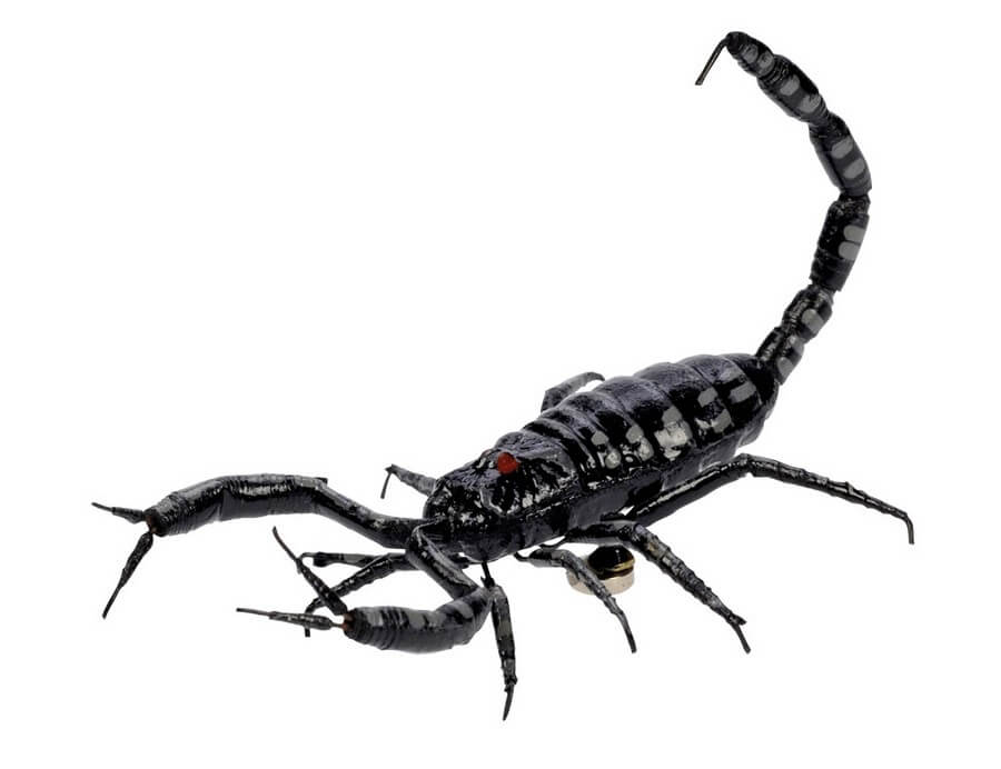 BB Magnet Skorpion