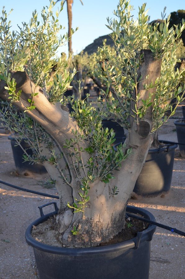 Citrusbäume und Olivenbäume