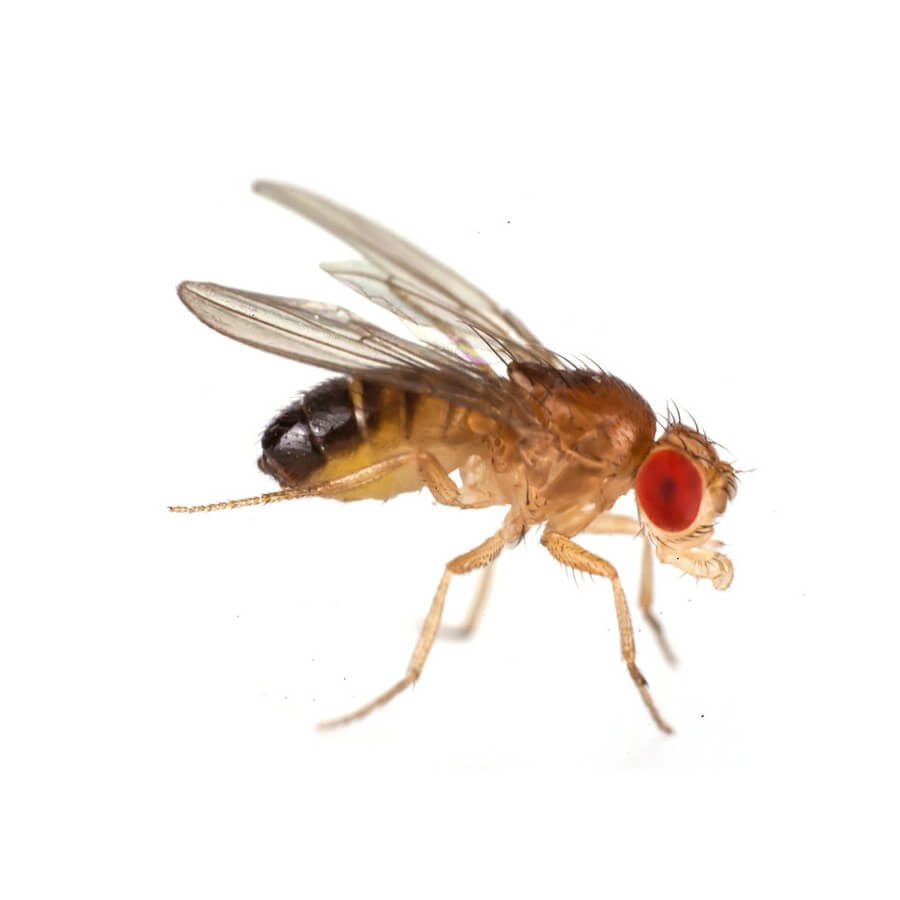 Drosophila klein