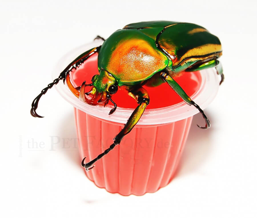Beetle Jelly HP Erdbeere