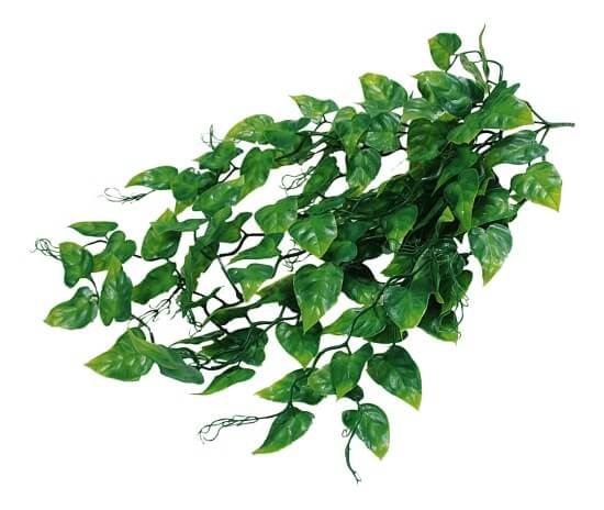 Philodendron