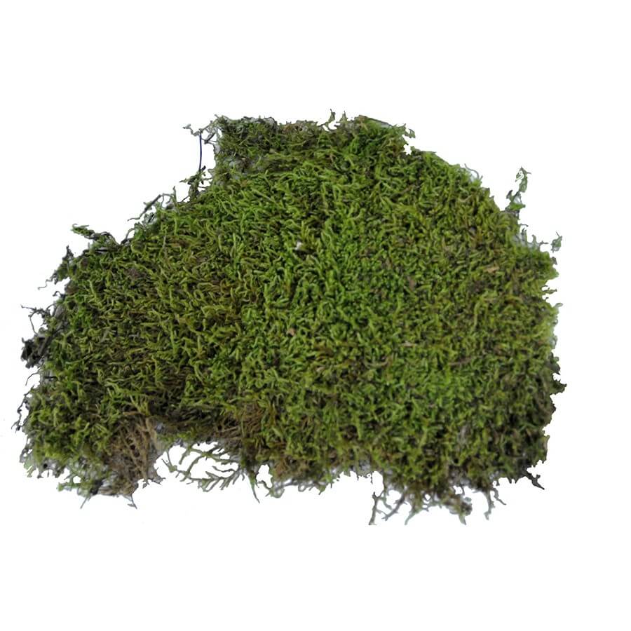 Vivarium Moos 150 g