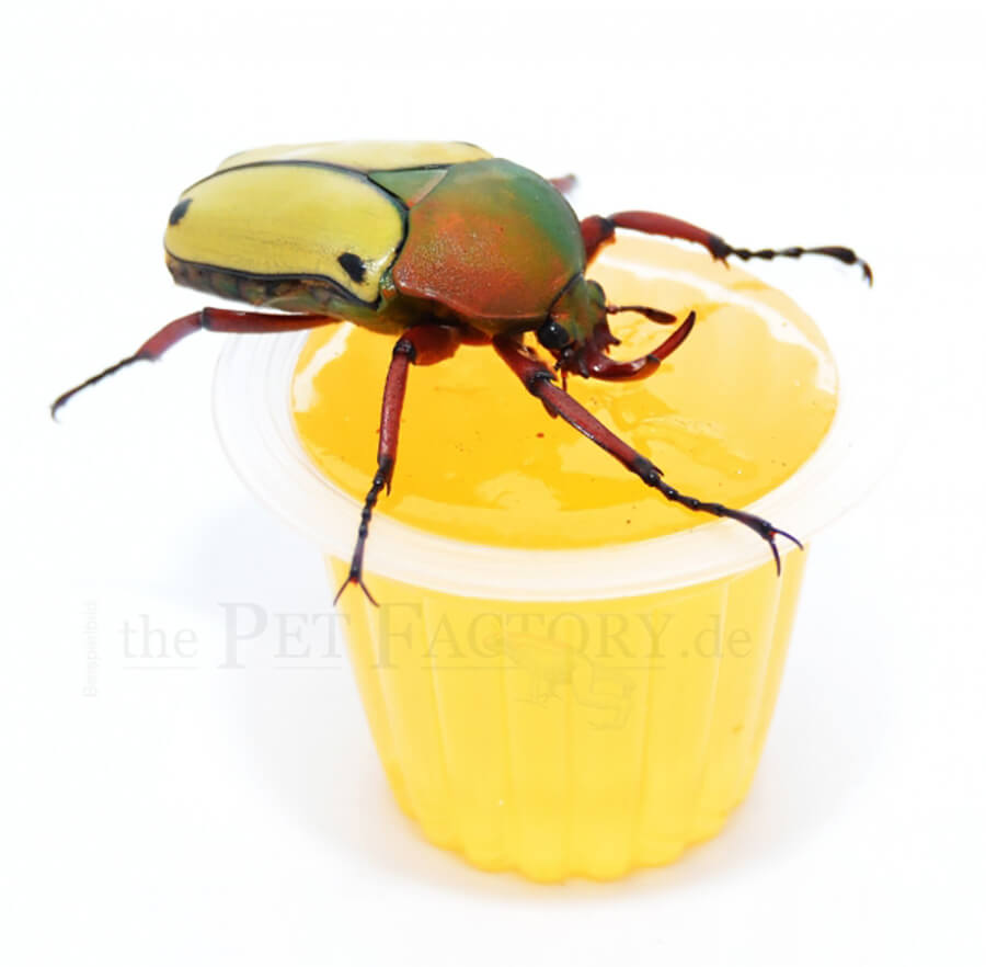 Beetle Jelly HP Orange