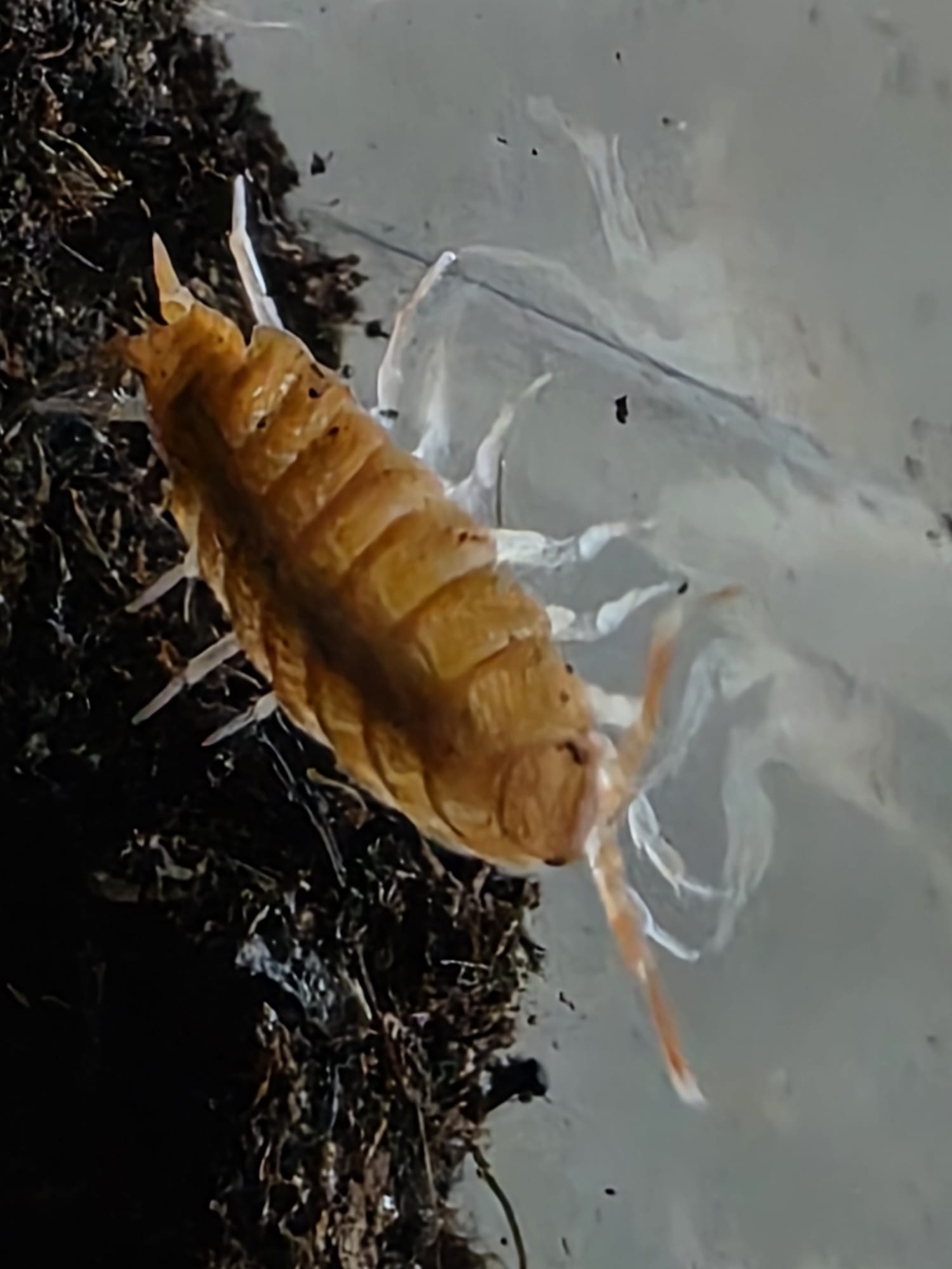 Kubanische Orange Asseln