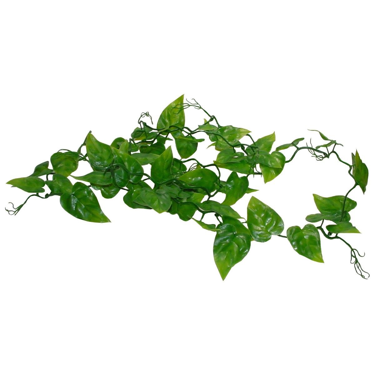 Philodendron Ranke