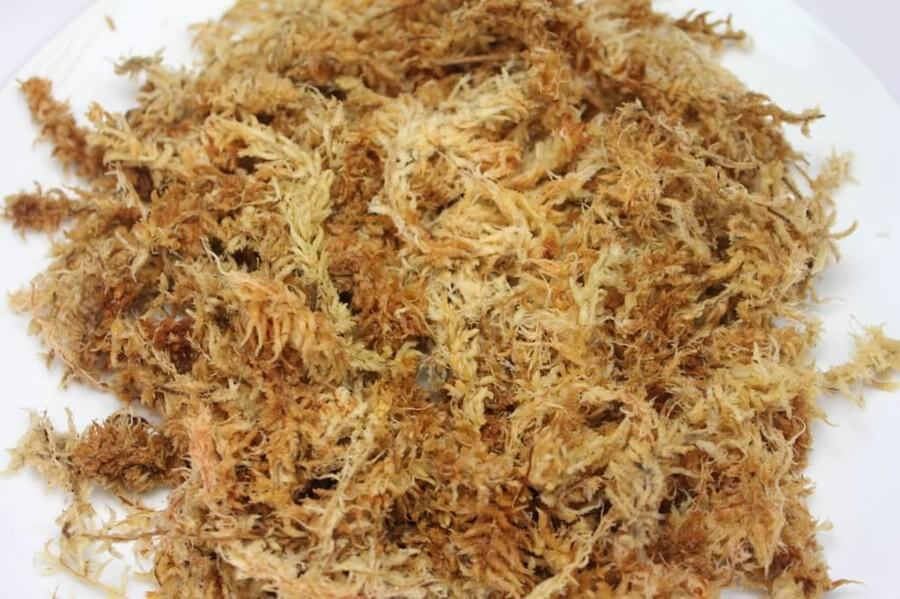 New Zealand Sphagnum Moos