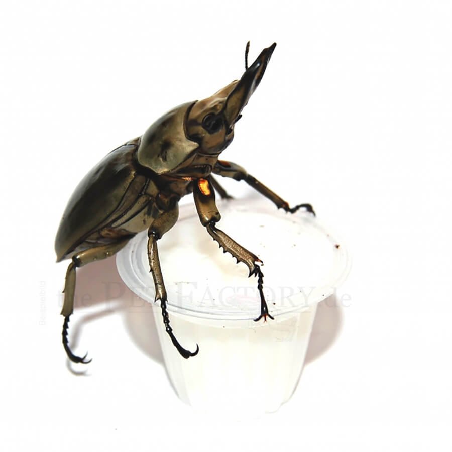 Beetle Jelly HP Lactic Acid
