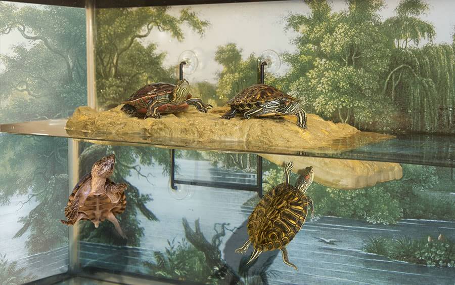 Turtle Dock