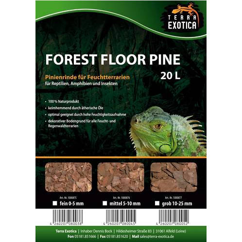 Forest Floor Pine