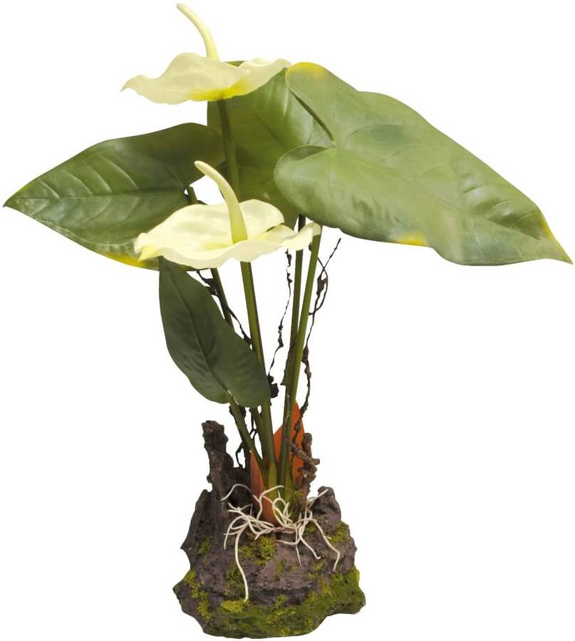 Anthurium weiss