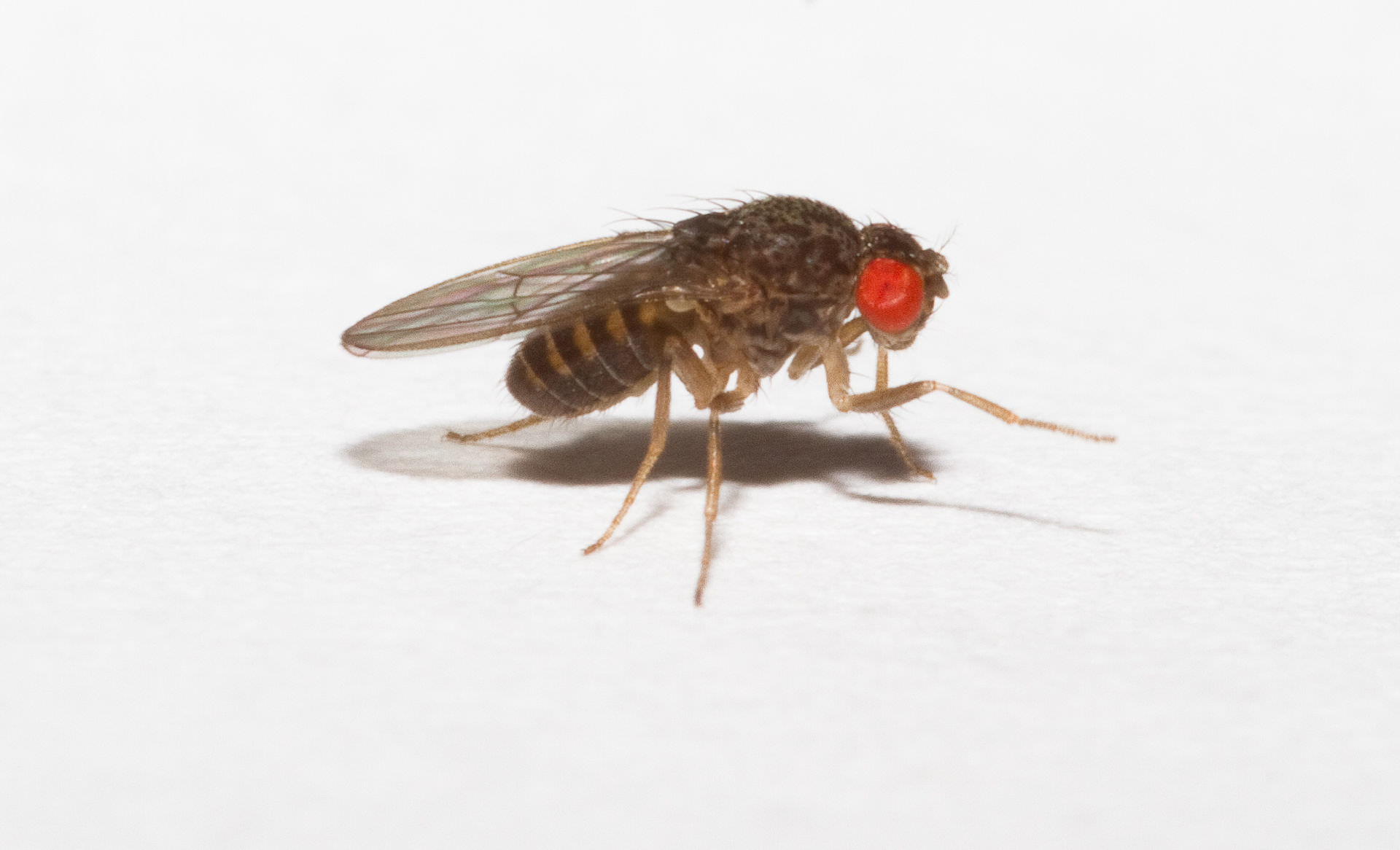 Drosophila gross