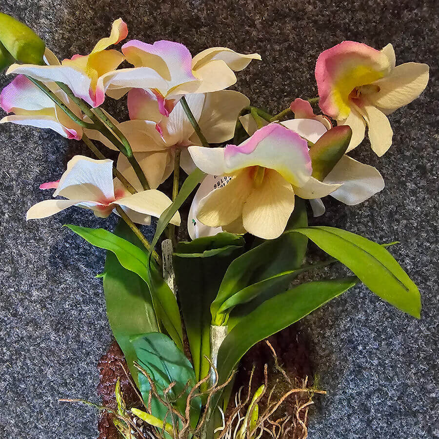 Hänge-Orchidee purpur