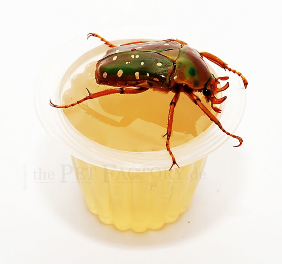 Beetle Jelly HP Honig
