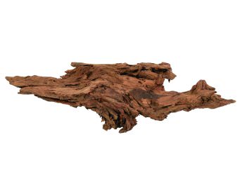 Wurzeln Mangroven 30 - 60 cm
