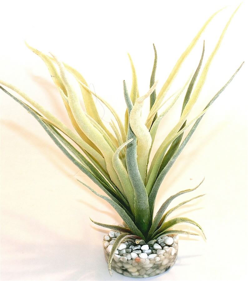 Tillandsia Fan