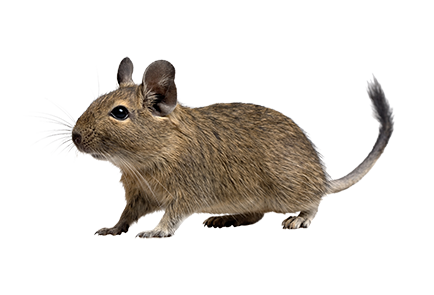 Degu