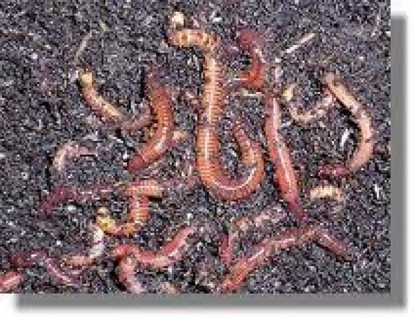 Laubwürmer | ReptiKing